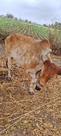 આ બળદ આપવાનો  છે