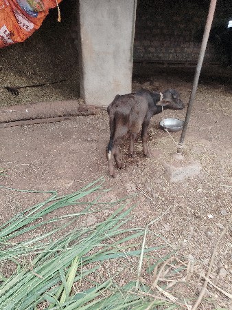 javani se