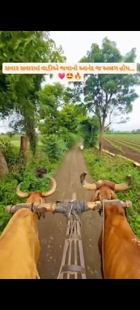 બળદ. વેચવાના  છે