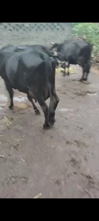 વેચવાની સેં