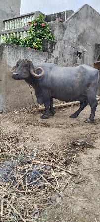 bhes વેચવાની se