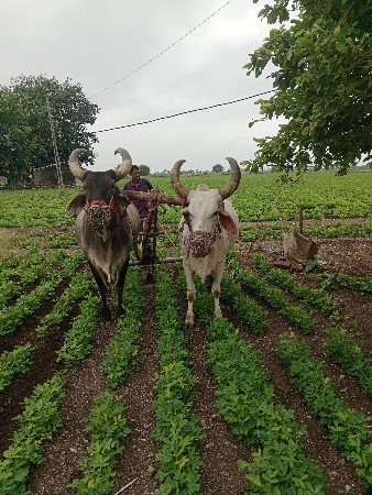 બરદ