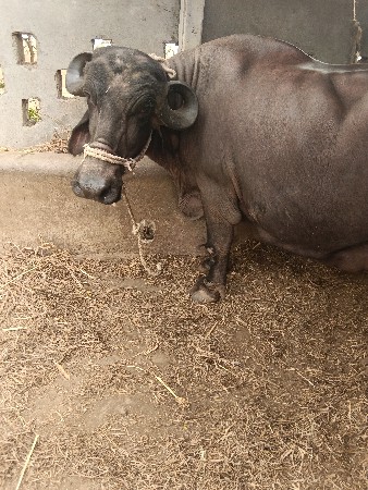 દસ દિવસની કાચી