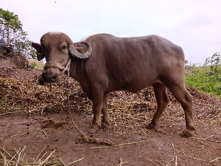 સારું