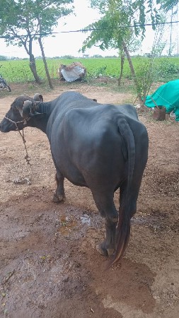ભેંસ વેચવાની છે
