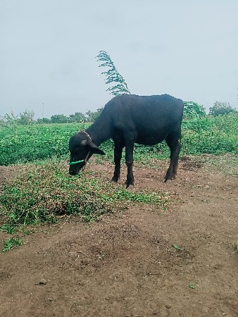 પાડી વેચવાની છે