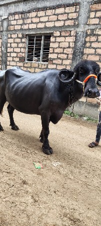 2 વેતર 
15 દીવસ ની વાર છે