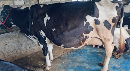 HF ગાય