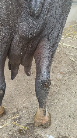 4 દિવસ ની કાચી છે