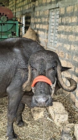 ખડેલી
