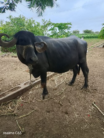 2 bhes vechavani chhe