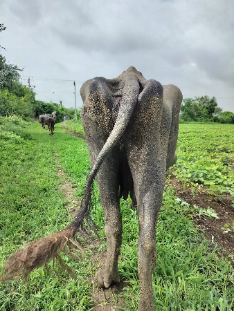 bhesh vechavani che