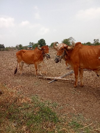 બળદ સારા સે 
ટોટલ જવાબદારી