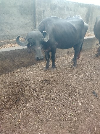ગાભણ
