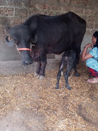 વેસવાની છે