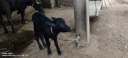 ભેંસ વેચવાની છે