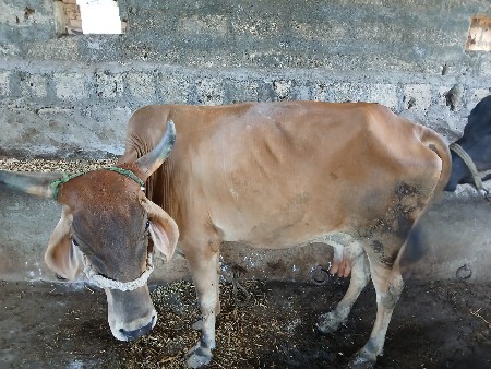 ગાયને ભેંસ વેચવાની છે ગાય છે છઠ્ઠો