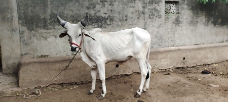 વાછરડો