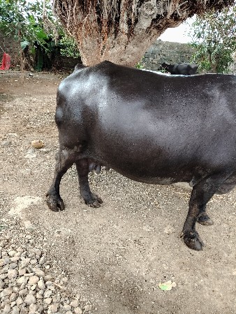 bhesvechavanise