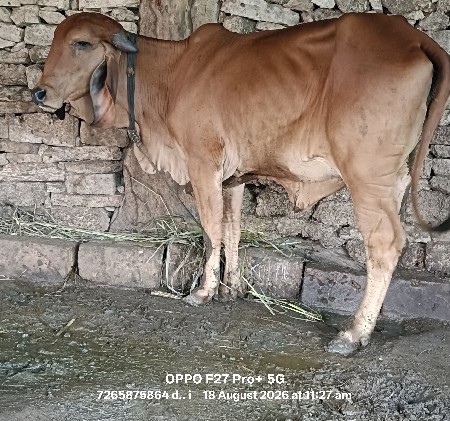 ગીર હોડકી વેસવાની સે