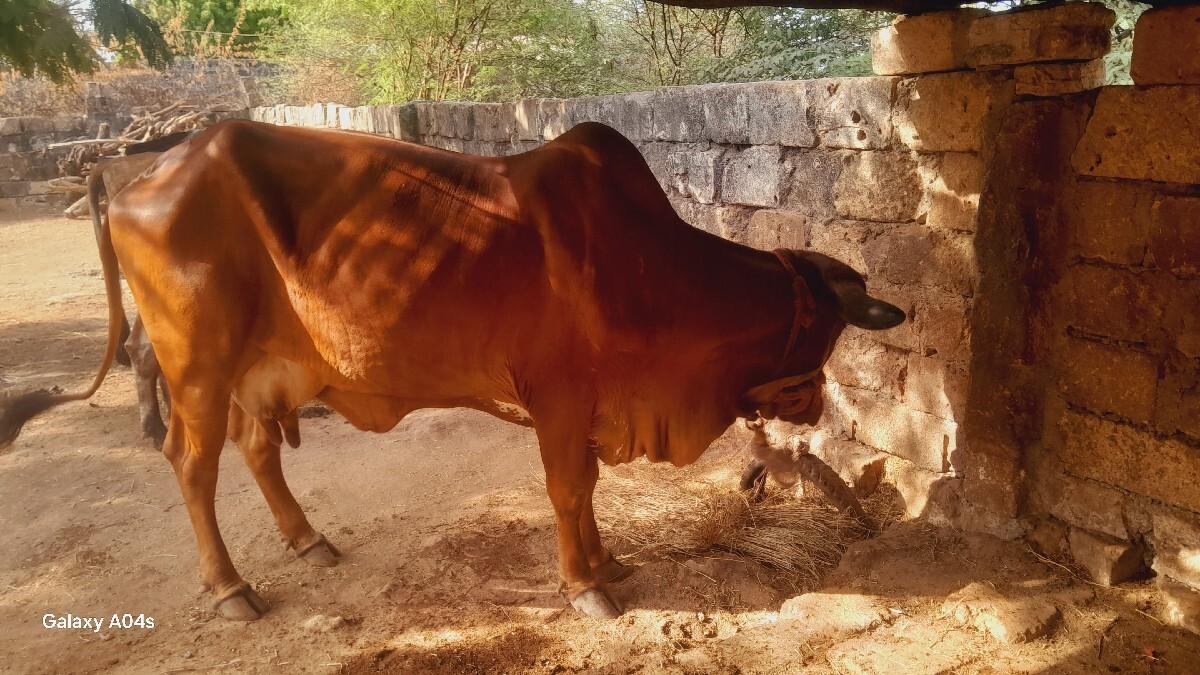 ગાય આપીદેવા ની