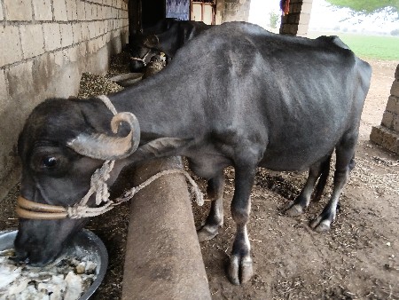 ભેંસ વેચવાની છે