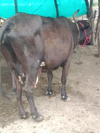ગાય વેચવાની છે અને જવાબદારીથી વેચવા