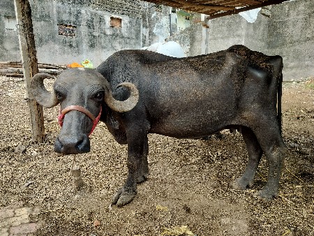 bhes vechavani che