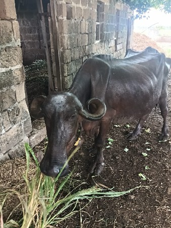 ભેંશ વેશવાની છે