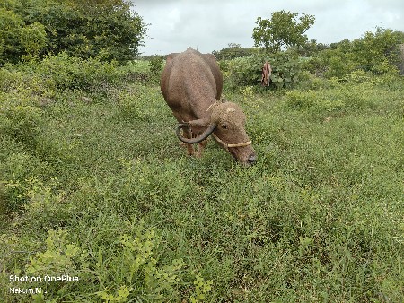 ભેંસ
