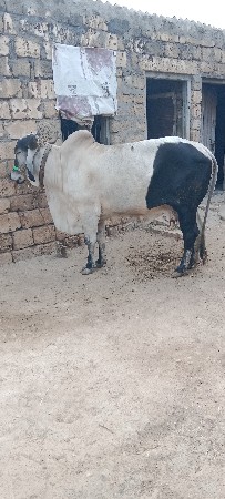 ગાય વેચવા નિ છે