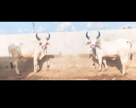 આ ગોધલા વેચવાના છે