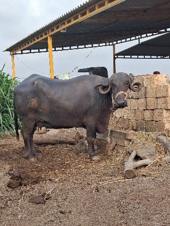 આ ભેશ વેચવાનિ છે