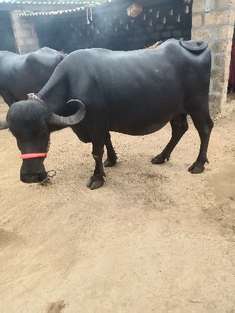 ભેંસ વેચવાની છે