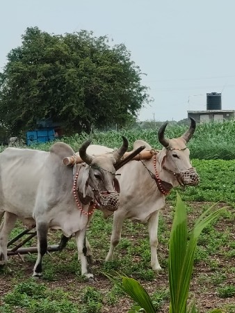 બળદ વેચવાના છે