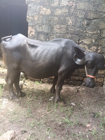 ભેંશ વેચવાનિ પેલુવેતર છે