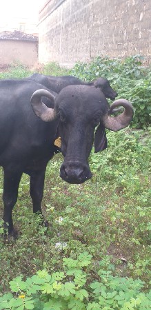 આ ખ ડેલી વેચવાની છે સાટામાંઘો ડી