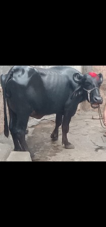 ભેંસ વેચવાનું છે 3 છે
