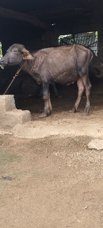 પાડો વેસવાનો સે