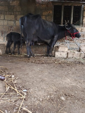 ભેંસ વેચવાની છે નંબર 8200543044