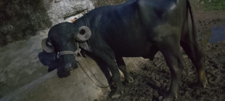 pado