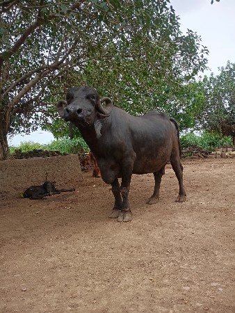 ભેસ વેચવાની છે