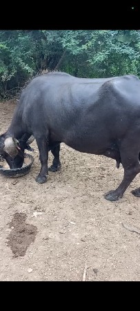 આ ભેસ વેસવા ની છે