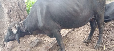 ful javabadhri thi devani se