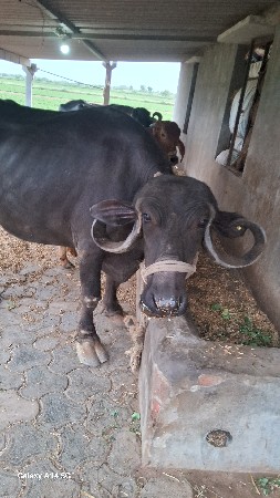 ભેંસ વેચવાની છેં