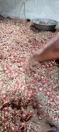 ડુંગળી બિયારણ કાંદી