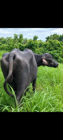 જાફરાબાદી ભેંસ વેચવાની છે