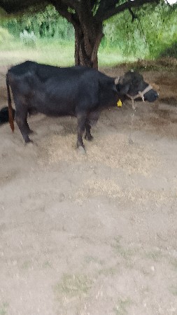ભેંસ વેચવા ની છે