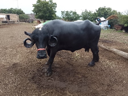 20/25 દીવસ ની કાચી