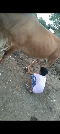 ગાય વેસવા ને છે